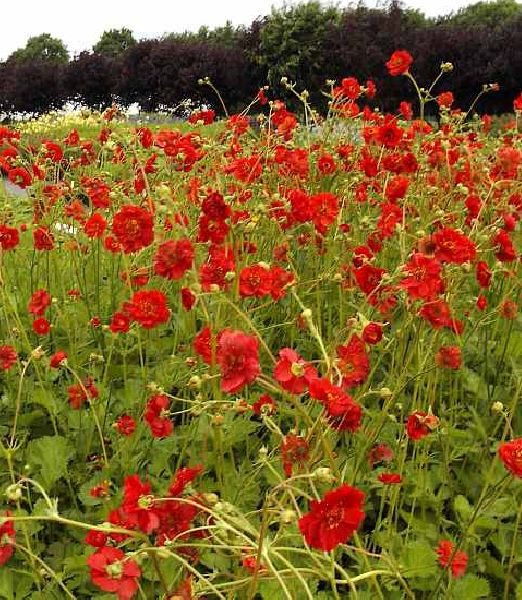 Geum chiloense 'Feuerball'